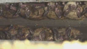 MnDOT study working to minimize construction impact on bats