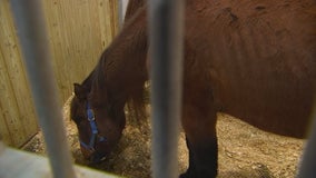 Jury convicts woman charged with mistreatment of 11 horses in North Branch