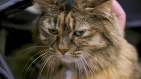 'Stitches the Cat' joins MSP Airport's Animal Ambassador crew