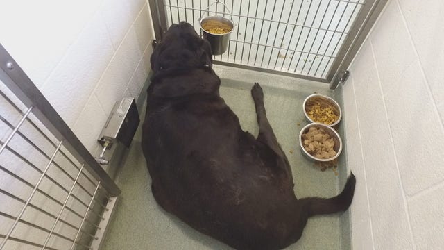 194-pound shelter dog given second chance, lives best year of his life with Minnesota family