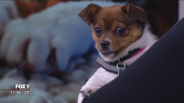 National Animal Shelter Appreciation Week: Animal Humane Society 101