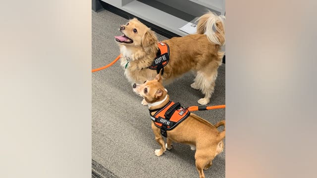 National Animal Shelter Appreciation Week: How shelters behavior test dogs