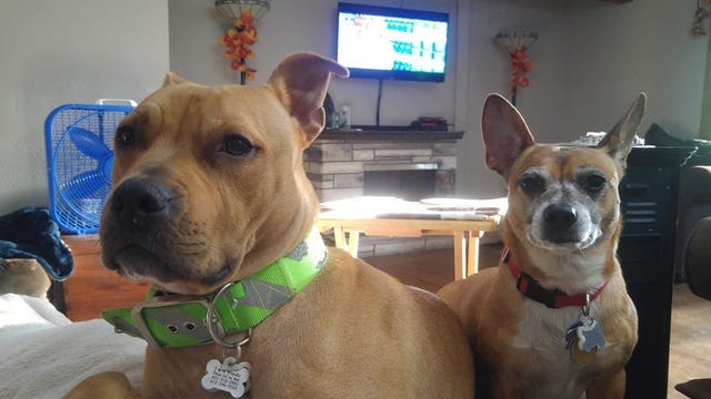 'They saved me twice': Woman battling cancer credits rescue dogs that died saving her from fire