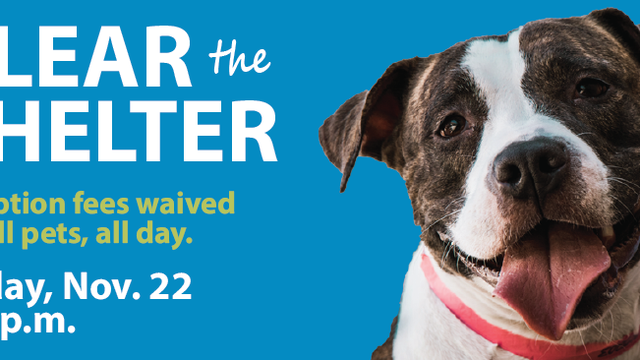 'Clear the Shelter': Minneapolis pet shelter waiving adoption fees Friday