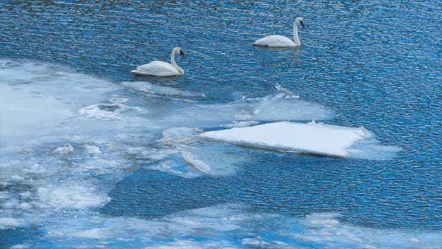 DNR: Trumpeter swans in icy water likely not in trouble