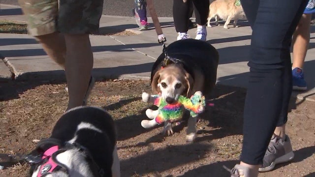 Meet Wolfgang: Overweight beagle on weight loss journey walks a mile to celebrate birthday