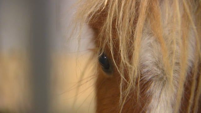 11 horses removed from North Branch owner due to malnourishment, health issues