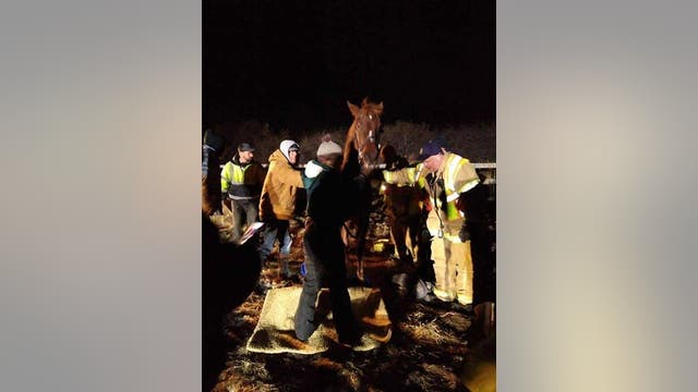 Community rallies to rescue horse after it fell on ice