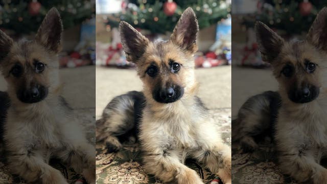 German shepherd stuck in 'perpetual puppyhood' due to rare genetic condition