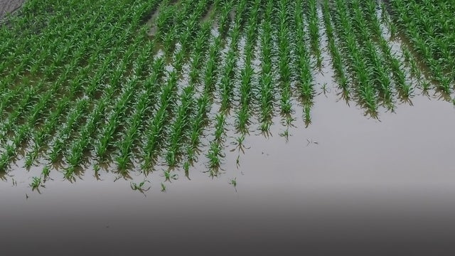 FOX 9 documentary 'The Last Harvest' wins Regional Murrow Award