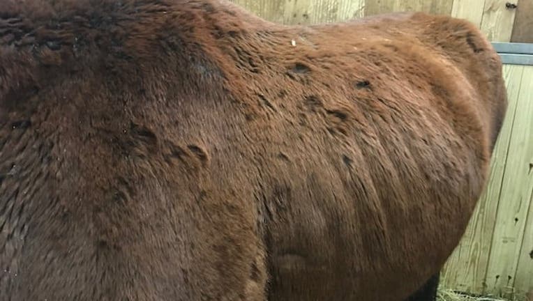 North Branch horse neglect