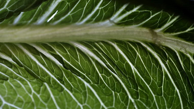 GETTY_romaine lettuce