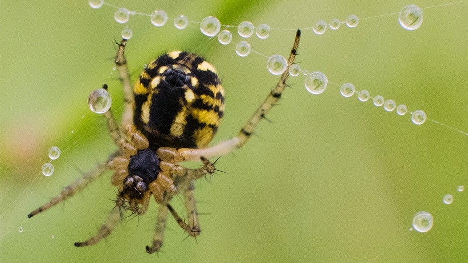 InsectDecline__Banner__Germany.jpg