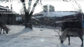 Como Zoo's live reindeer cam returns for the holidays