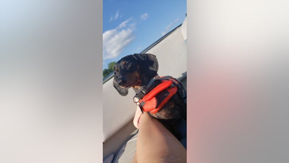 Charges: Centerville, Minn. man shot neighbor's dog in the head with pellet gun, killing it