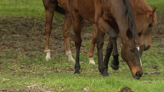 At least 15 Kentucky horses found shot to death at strip mine site, authorities say