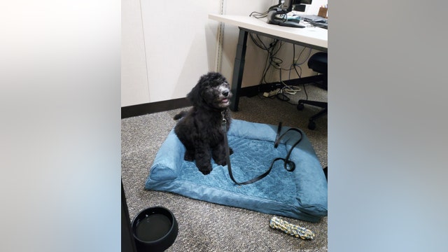 Emotional support dog named Barrett joins Hennepin County Attorney's Office