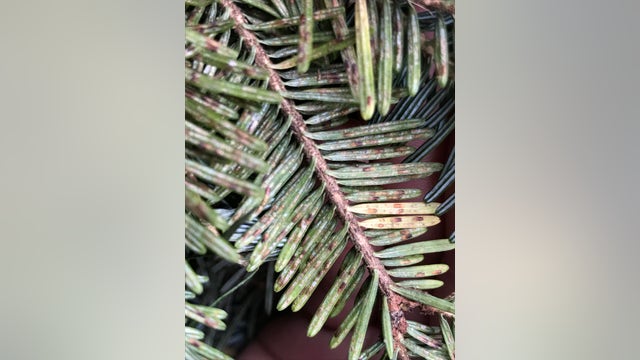 Officials advise for proper disposal of Christmas trees, greenery to stop spread of invasive species
