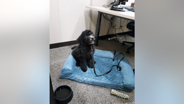 Barrett - Facility and Emotional Support Dog for HCAO