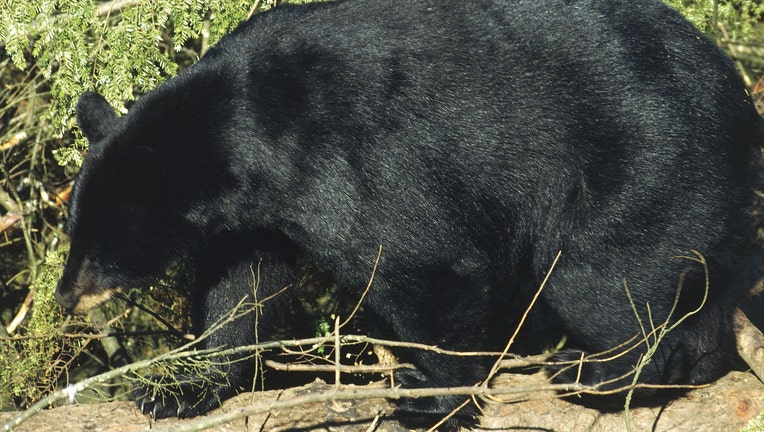 GETTY_Canada, British Columbia, American Black Bear (Ursus americanus)
