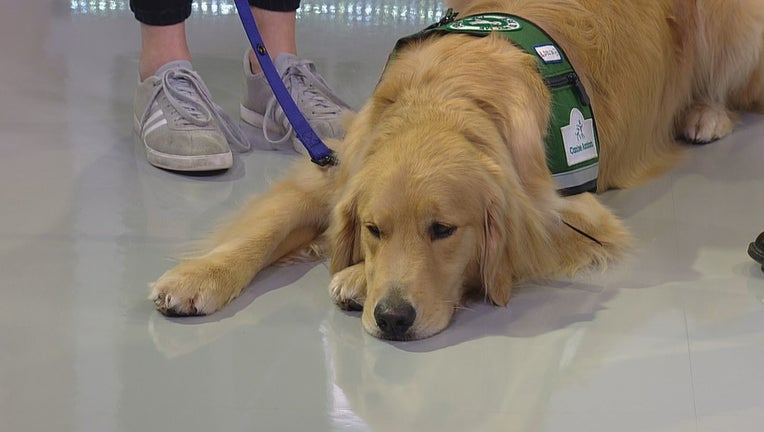 NEW SERVICE DOG AT MASONIC