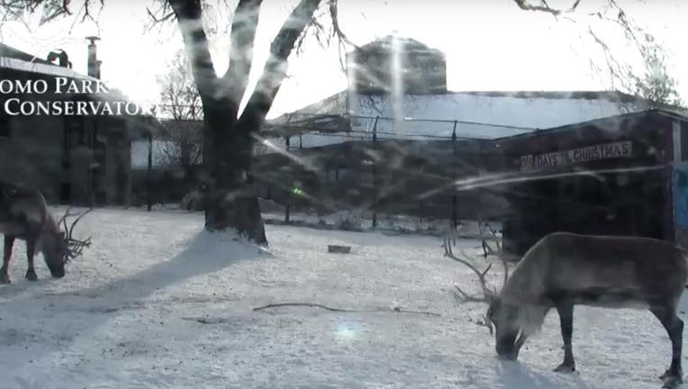 reindeer cam