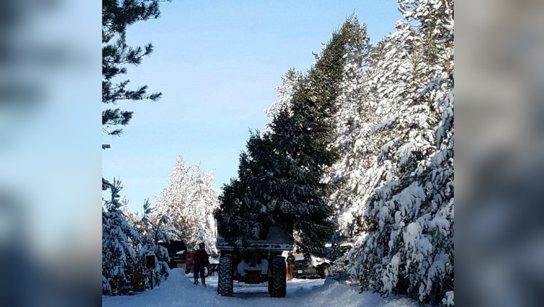 Christmas tree for Governor's Residence