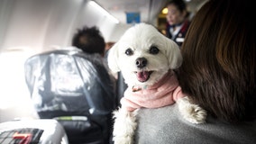 Airlines could ban emotional-support animals under Transportation Department's proposed rule change