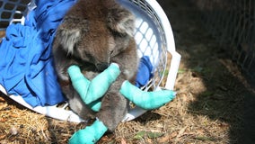 Minnesota Zoo partnering with Australian zoo to help wildlife affected by wildfires