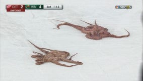 Red Wings fan continues strange tradition, throws octopuses onto Xcel Energy Center ice
