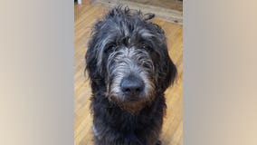 Family heartbroken after dog dies from ingesting meth hidden in fast food bag