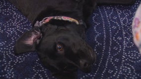 Concern over proposed changes for traveling with emotional support animals