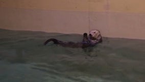 Minnesota Zoo sea otter recovering from first-of-its-kind flipper amputation