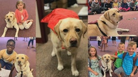 Lakeville school resource dog loses leg in cancer surgery, set to return to class later this month