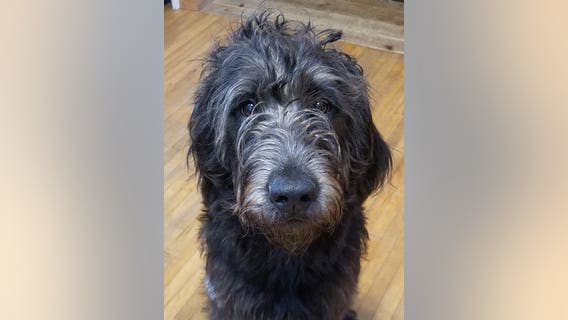 Family heartbroken after dog dies from ingesting meth hidden in fast food bag