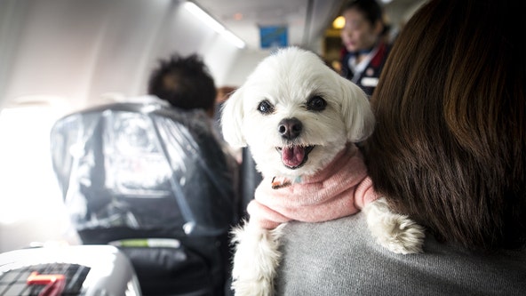 Airlines could ban emotional-support animals under Transportation Department's proposed rule change