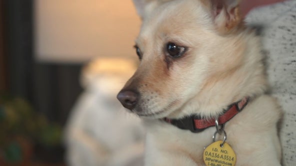 Is It Legal:  Who gets the pets when a couple splits up?