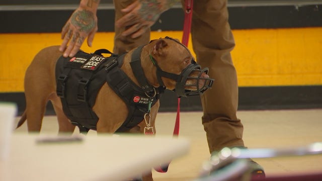 Minneapolis police receive training to better interact with dogs in the field