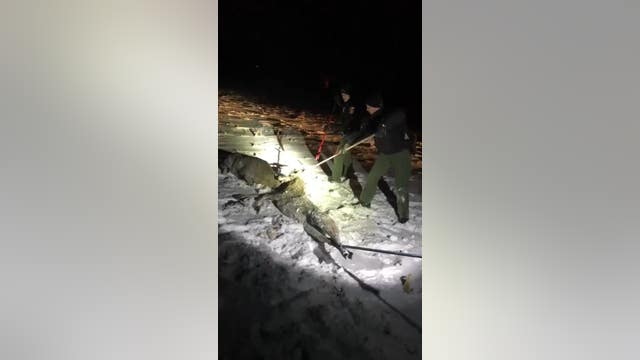 Buck rescued after locking antlers with other deer