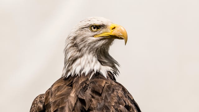Annual Bald Eagle Count planned for St. Croix River Watershed amid downward trend in young eagle population
