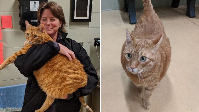 'Chonky' cat finds new home thanks to Minneapolis Police, Animal Control