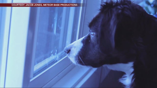 Minneapolis musician creates music video featuring rescue dogs up for adoption