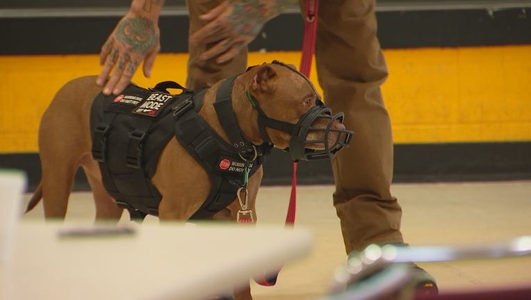 Minneapolis Police dog training