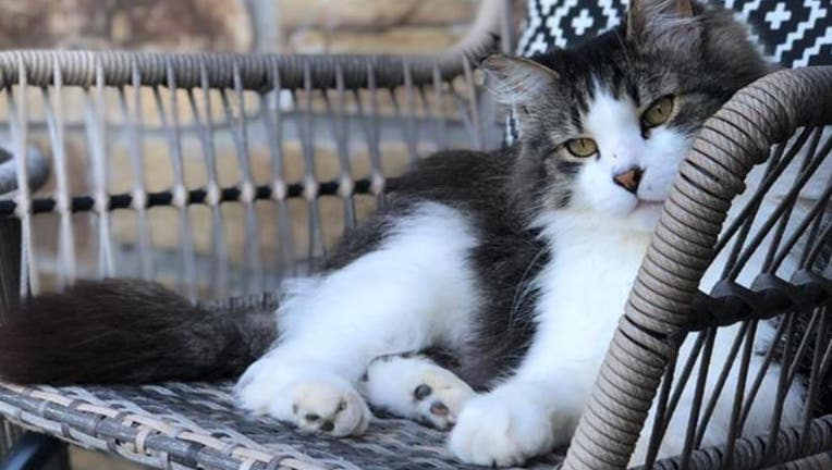 A cat stolen from its home in Carver County, Minnesota