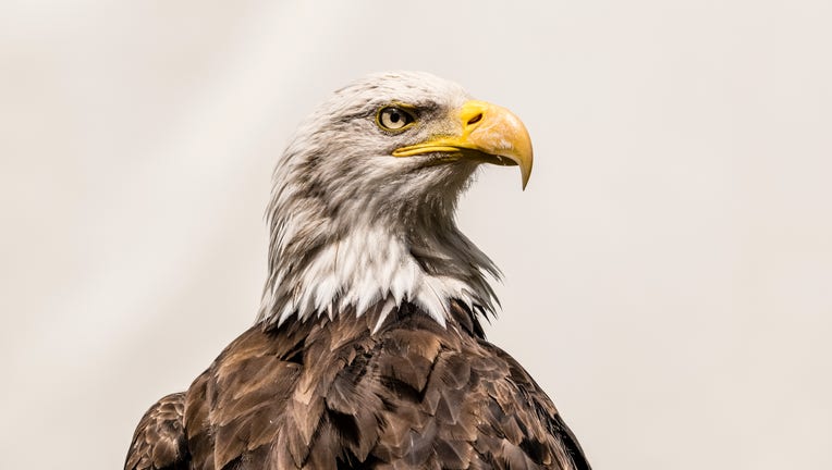 GETTY Bald eagle