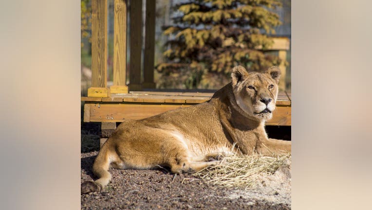 Saltena the lioness in Sandstone, Minnesota, passes away at age 27