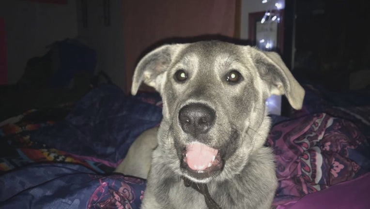 Rosie the dog missing in Brooklyn Park