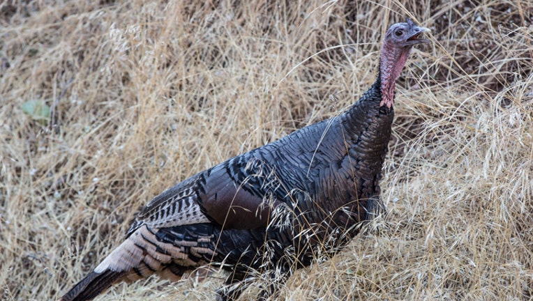 gettywildturkey
