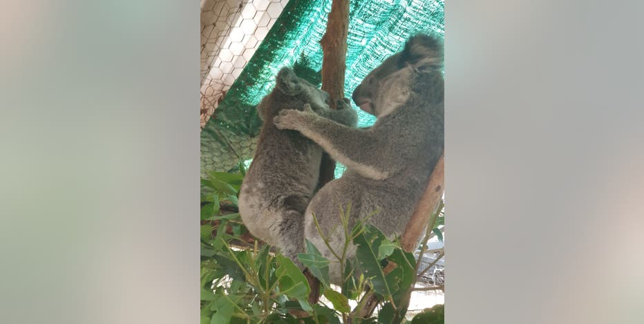 Koala Sniffing Dog Aids In 15 Wildlife Rescues As Australian
