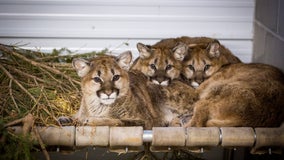 Rescued cougar kittens start new life at Wildcat Sanctuary in Sandstone, Minnesota